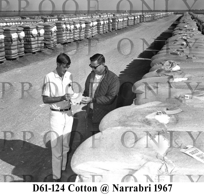Trade Cotton at Narrabri 1967 D61-124.jpg