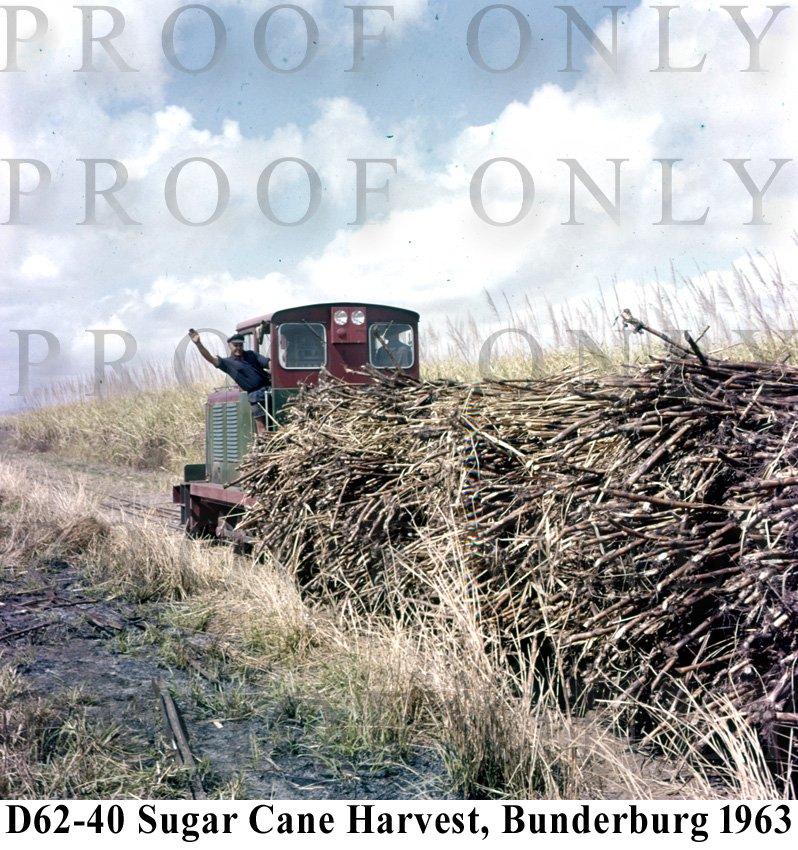 Place Sugar Cane Harvest Bunderburg 1963  D62-40.jpg