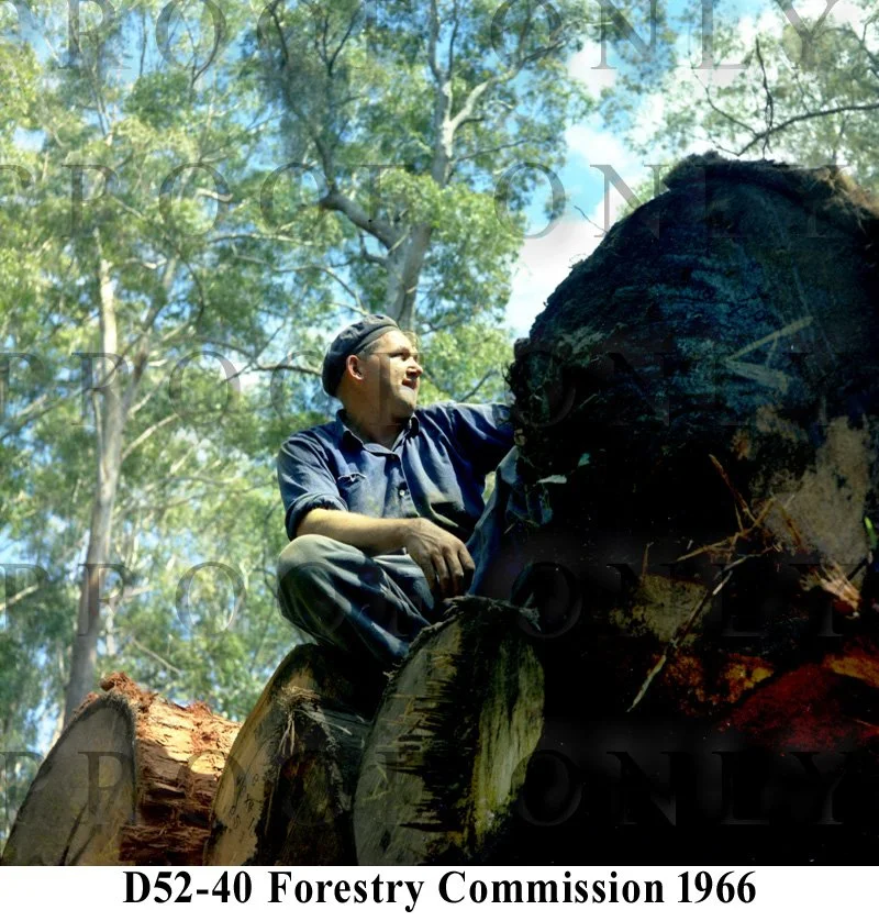 Forestery Comm 1966 D52-40.jpg