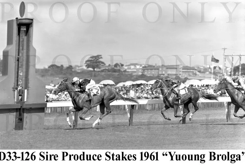 Sires Produce Stakes 1961 winner Young Brolga  D33-126.jpg