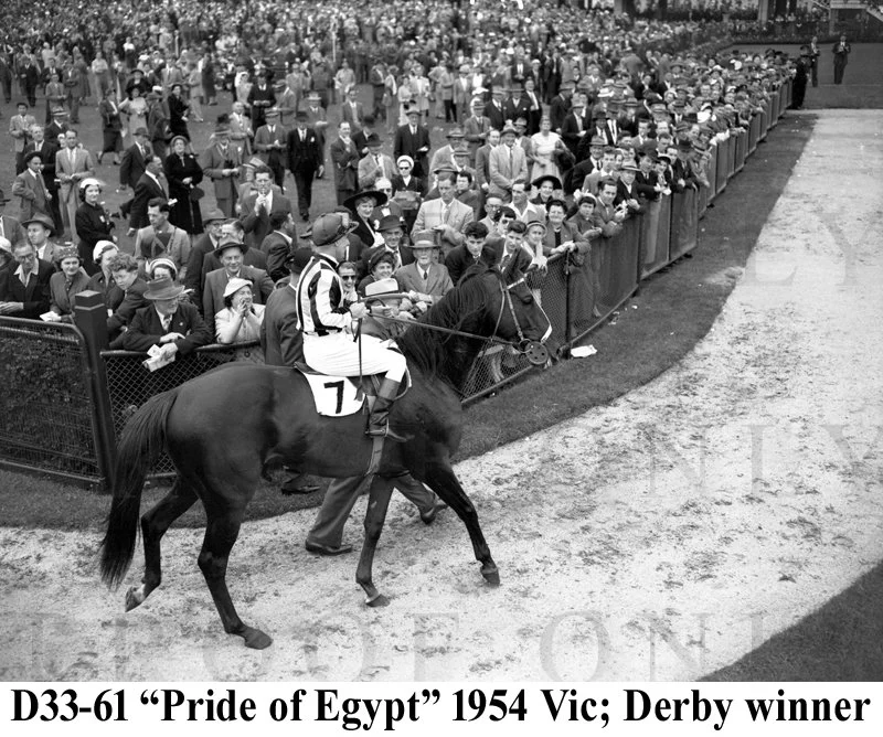 1954 Victoria Derby winner Pride of Egypt D33-61.jpg