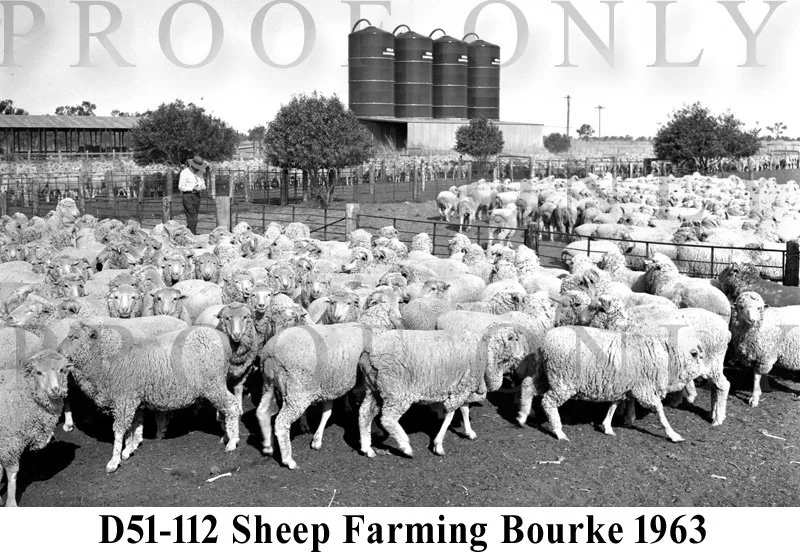 Bourke Sheep farming 1963 D51-112.jpg