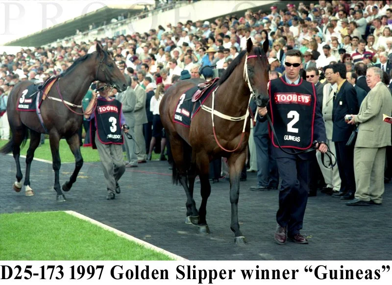 D25-173 Guineas 1997 Golden Slipper winner.jpg