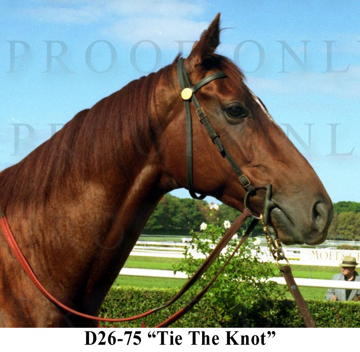 D26-75 Tie The Knot.jpg