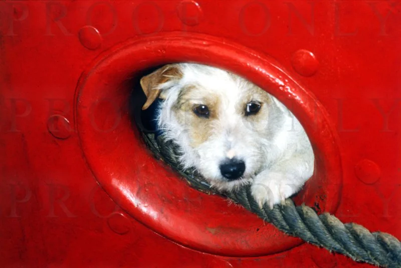 Dog in a Boat D38-105