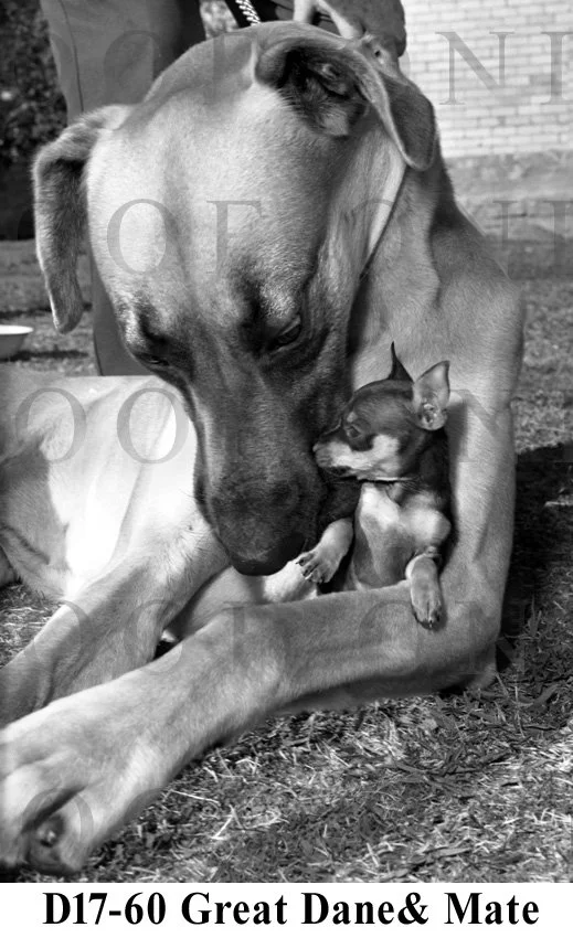 D17-60 Great Dane.jpg