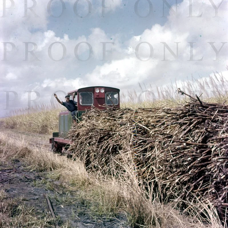 Cane Harvest Bundarberg 1963 D62-40