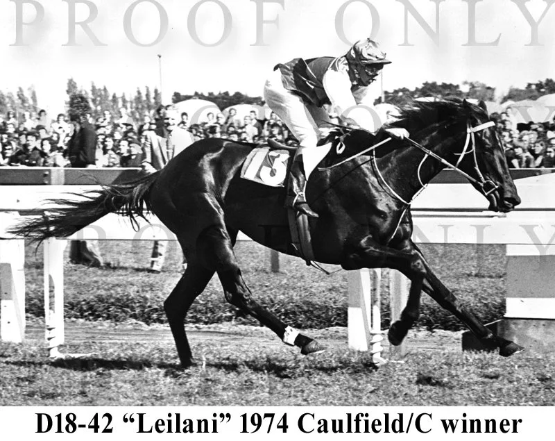 D18- 42 Leilani Caulfield Cup winner 1974.jpg