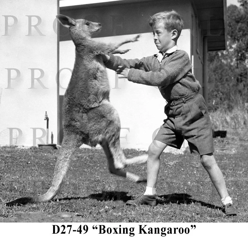D27-49 Boxing Kangaroo.jpg