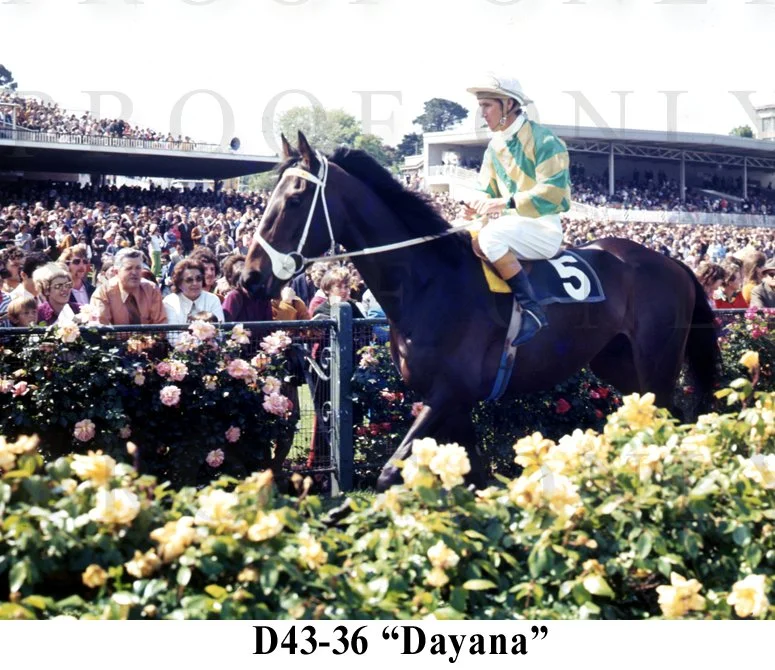 Dayana D43-36.jpg