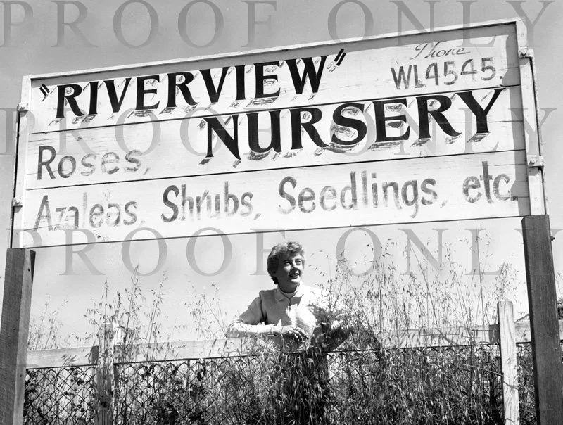 Betty Cuthbert D31-82