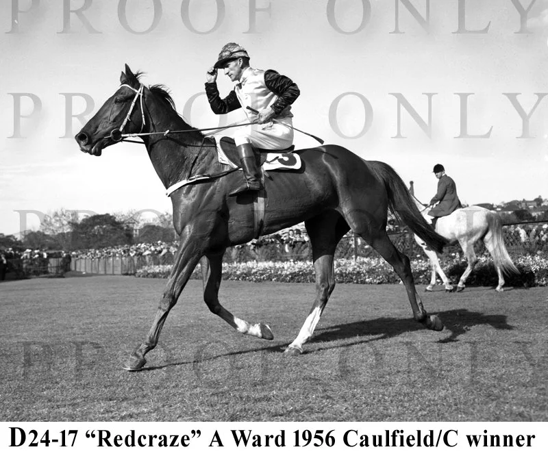 D24-17 Caulfield Cup winner 1956 Redcraze.jpg