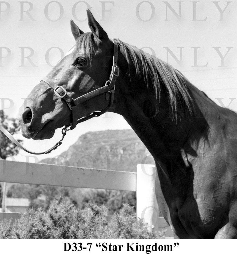 Star Kingdom D33-7.jpg