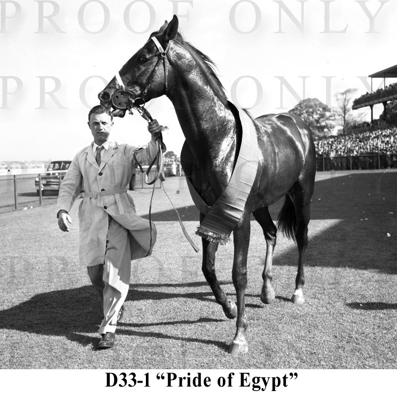 1954 Victoria Derby winner Pride of Egypt D33-1.jpg