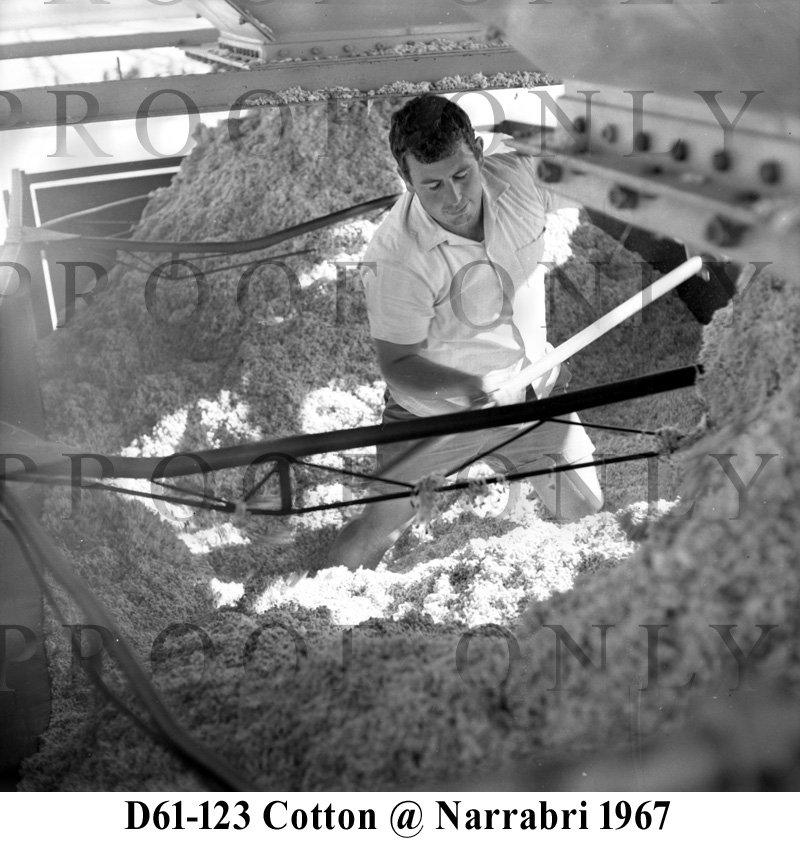 Trade Cotton at Narrabri 1967 D61-123.jpg