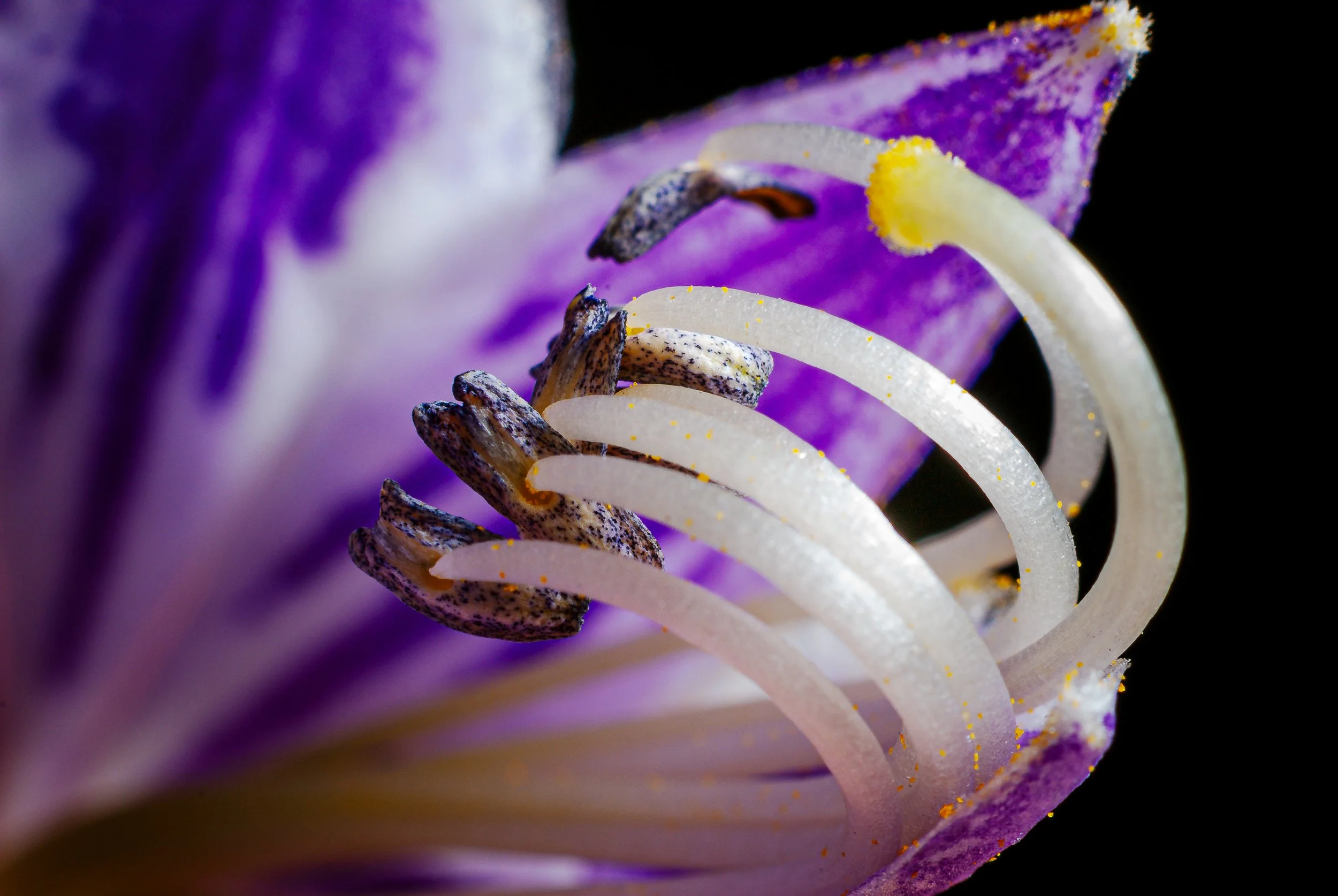 flower-stamen.jpg