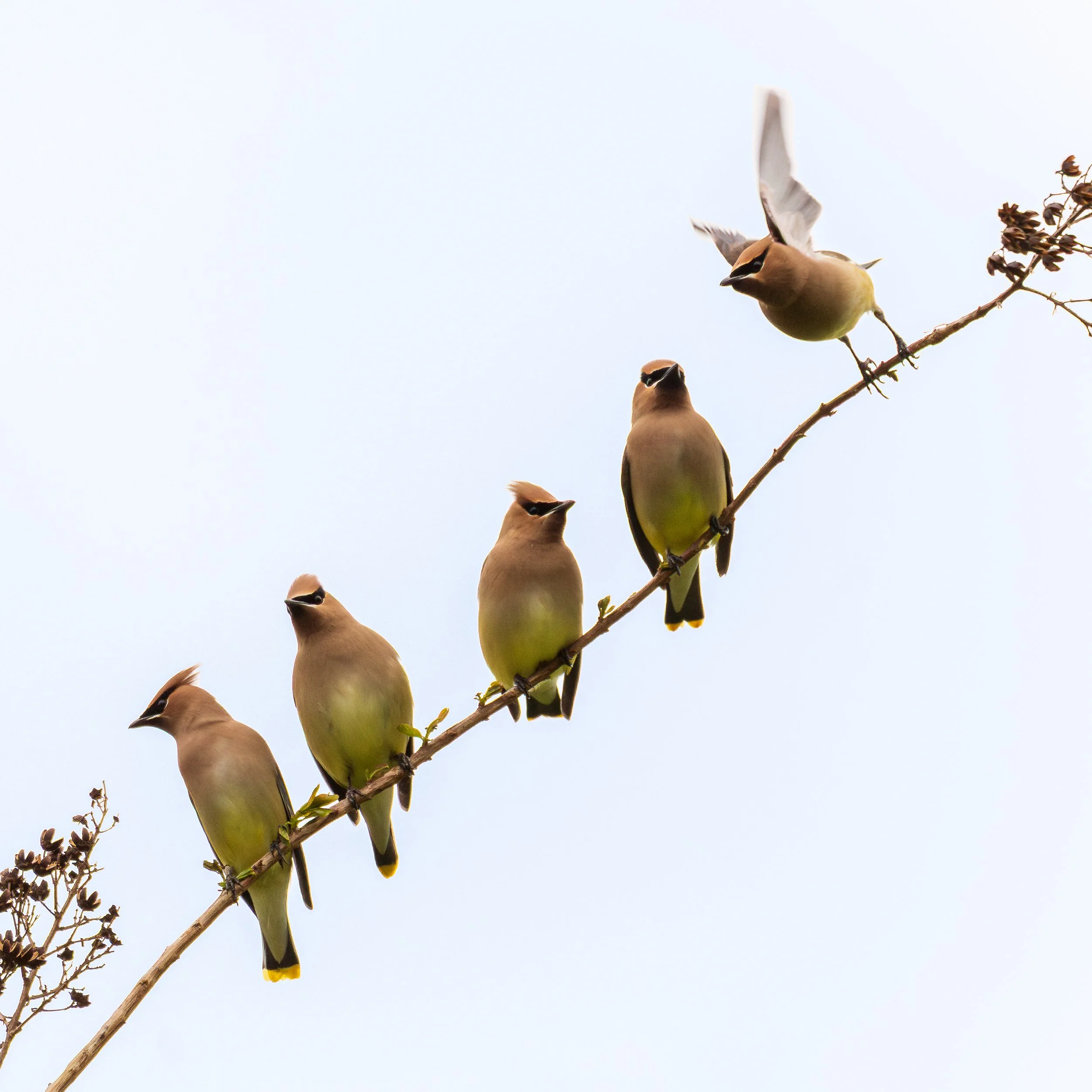Five Cedar Waxwing birds perched on a thin, curved branch against a plain sky, one bird flying from the branch.