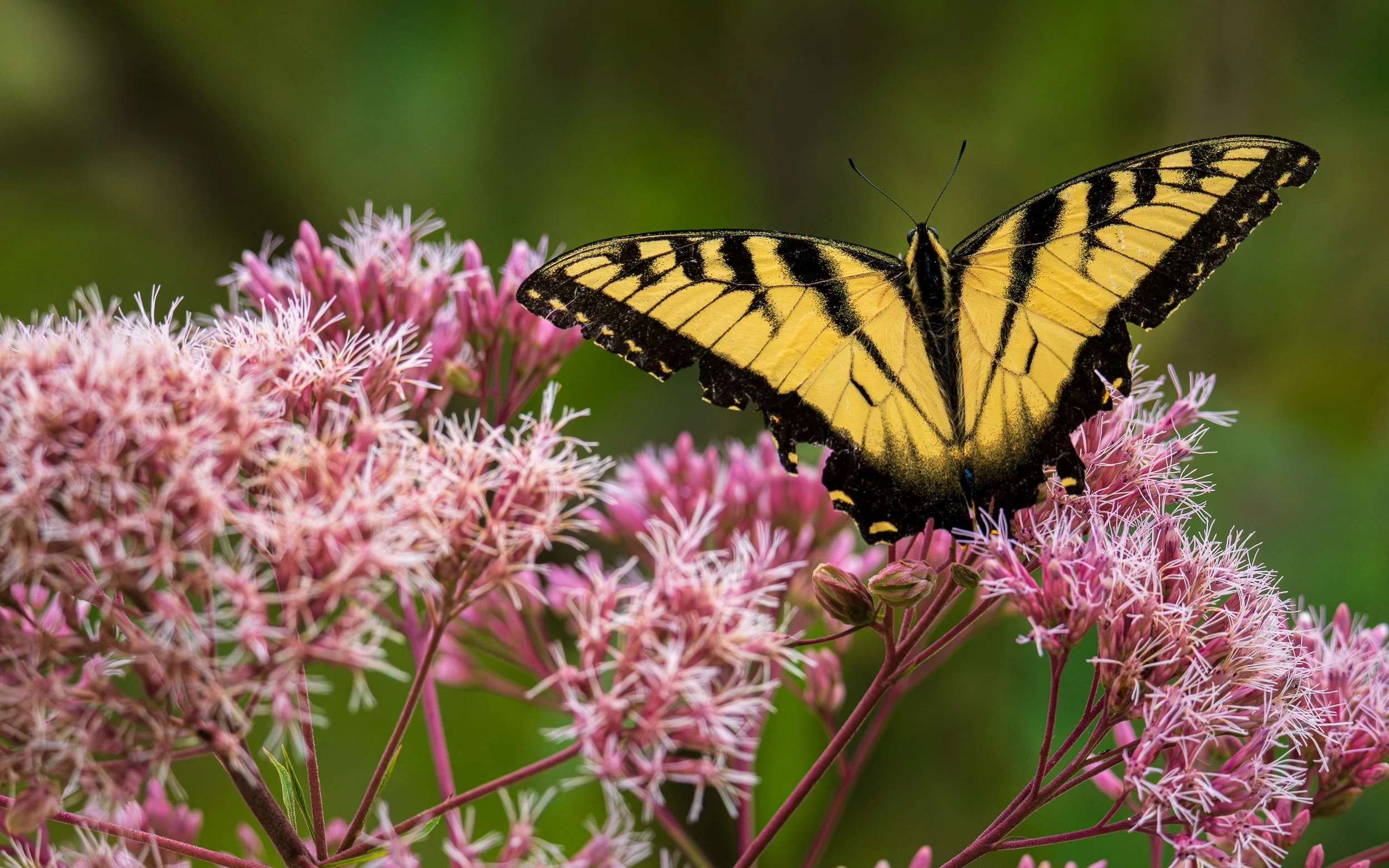 eastern-tiger-swallowtail.jpg
