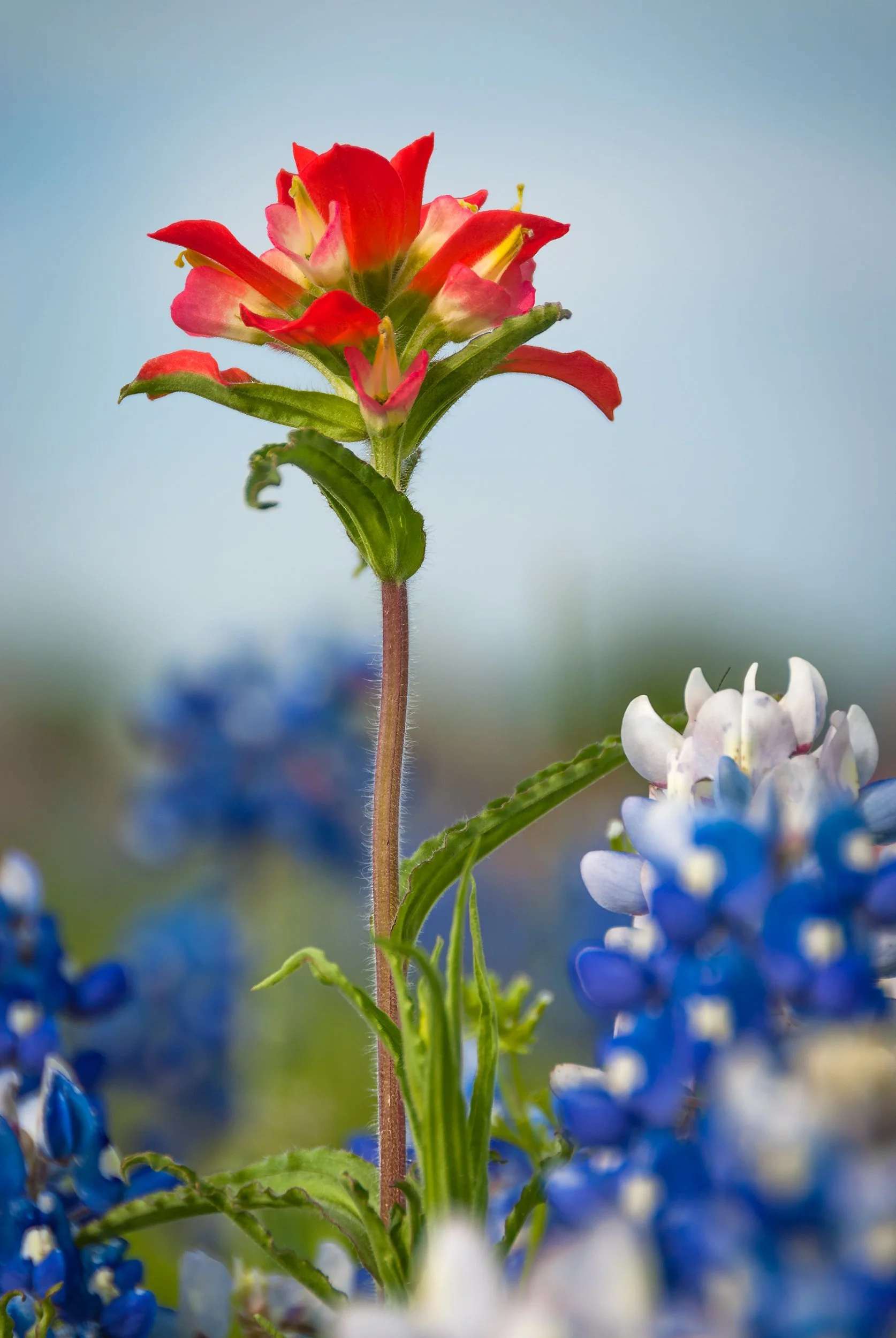 indian-paintbrush-bluebonnets.jpg