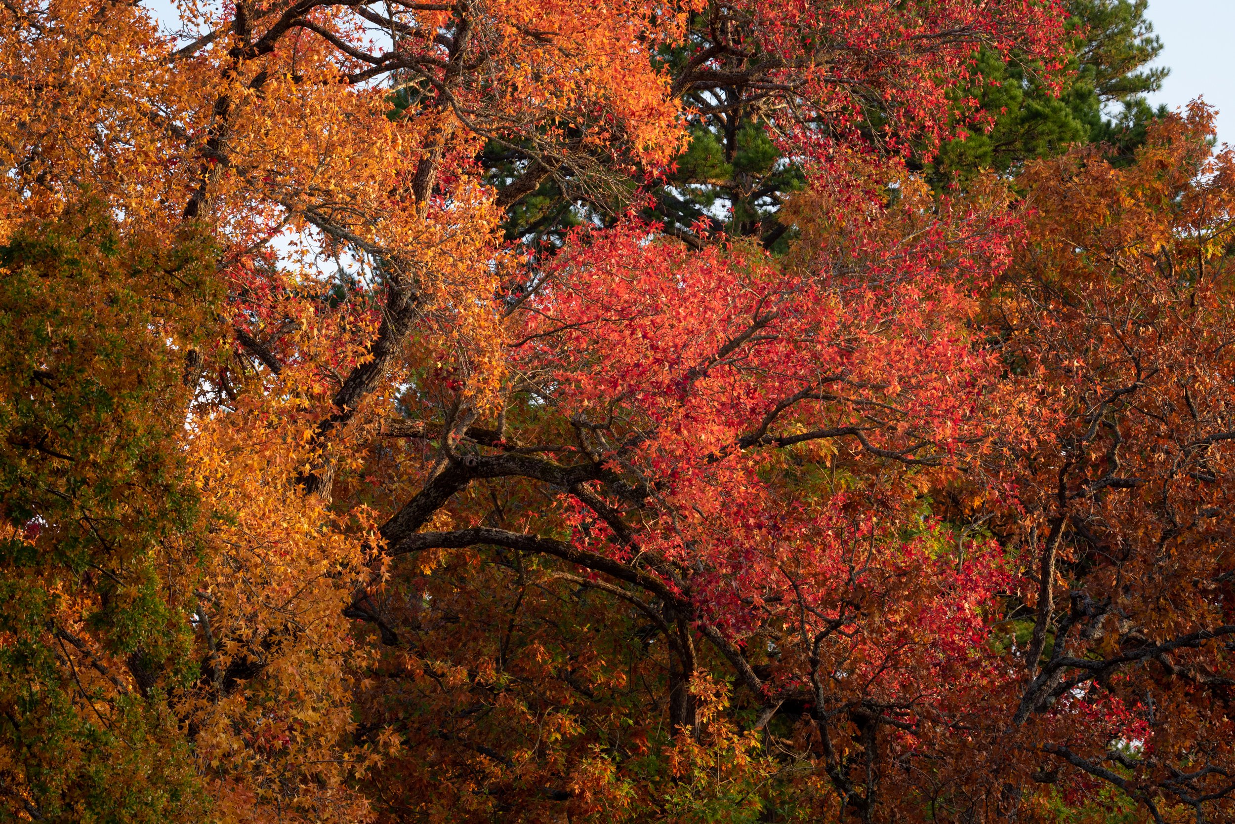 sweetgum-trees-fall-colors.jpg
