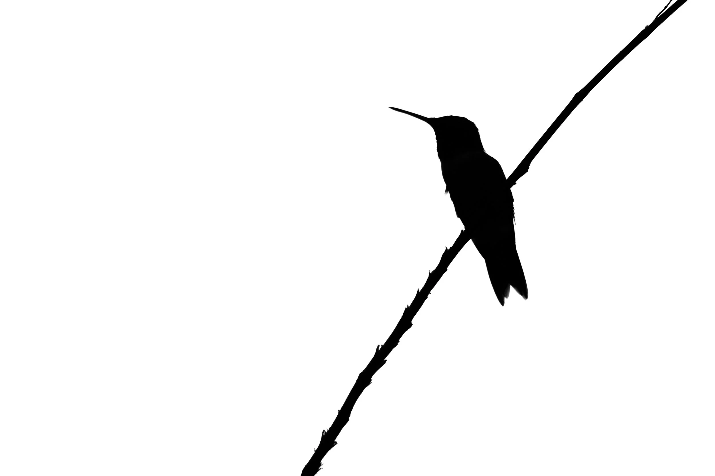 ruby-throated-hummingbird-sillouette.jpg