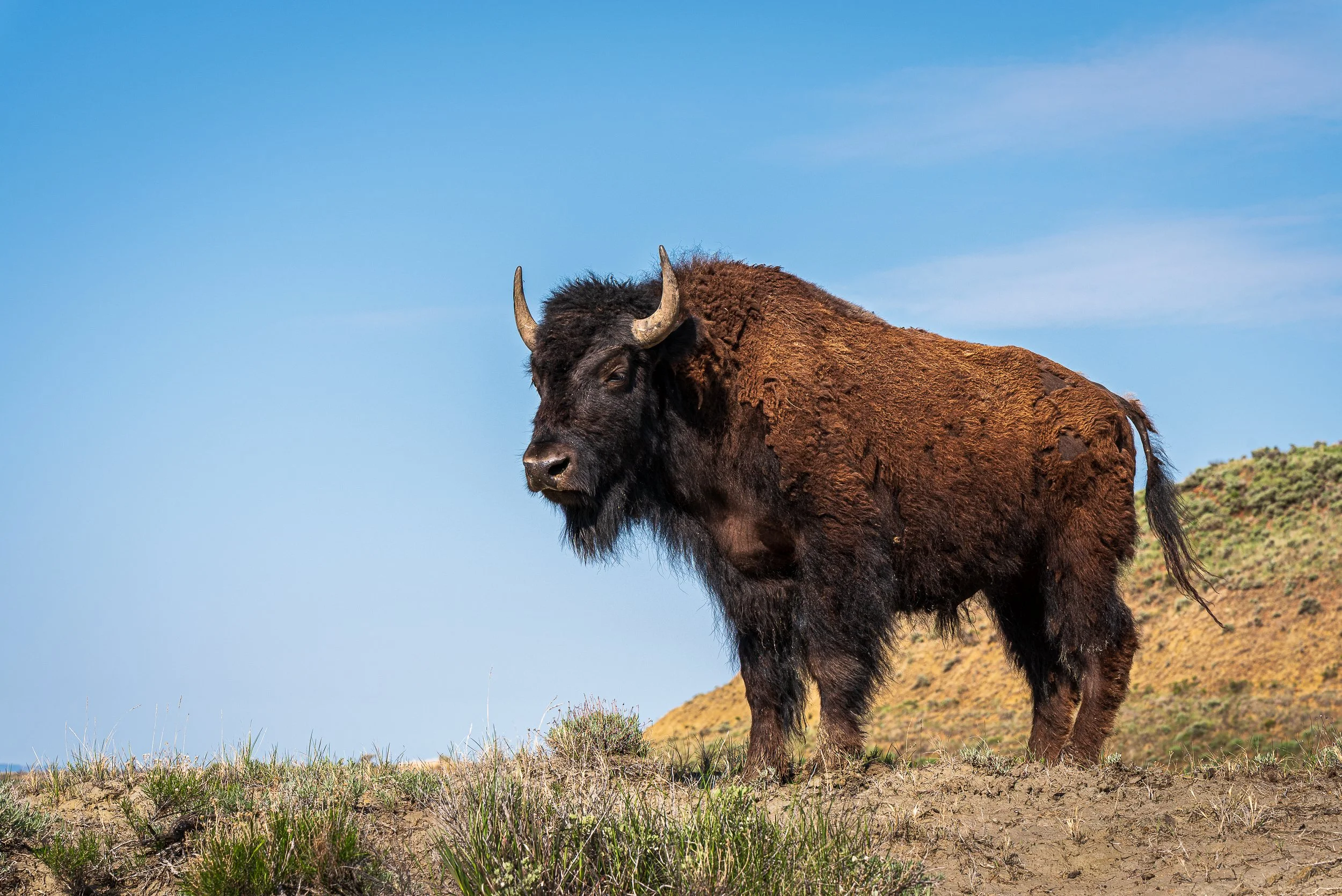 bison-standing.jpg