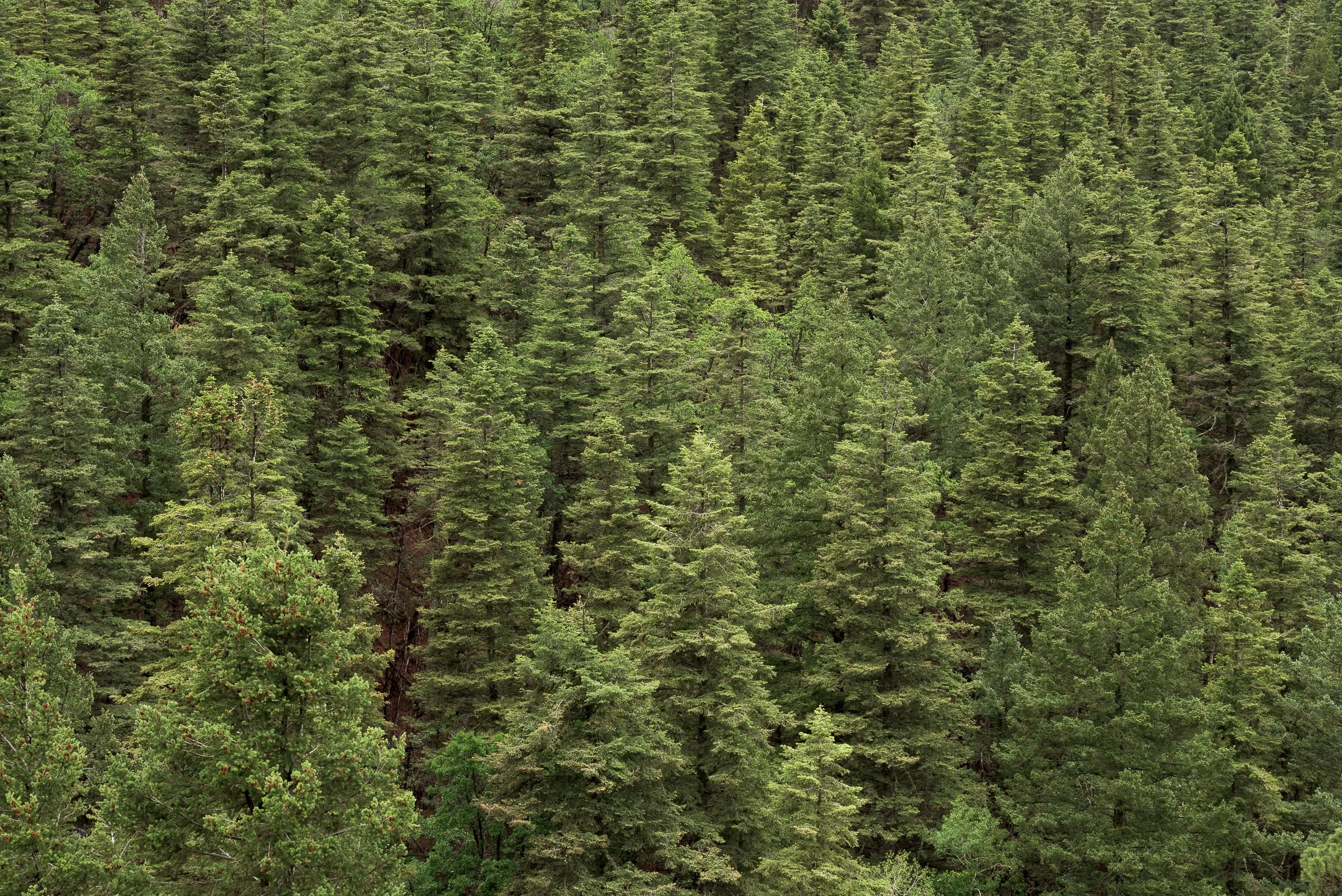 Dense forest of tall green pine trees on a hillside.