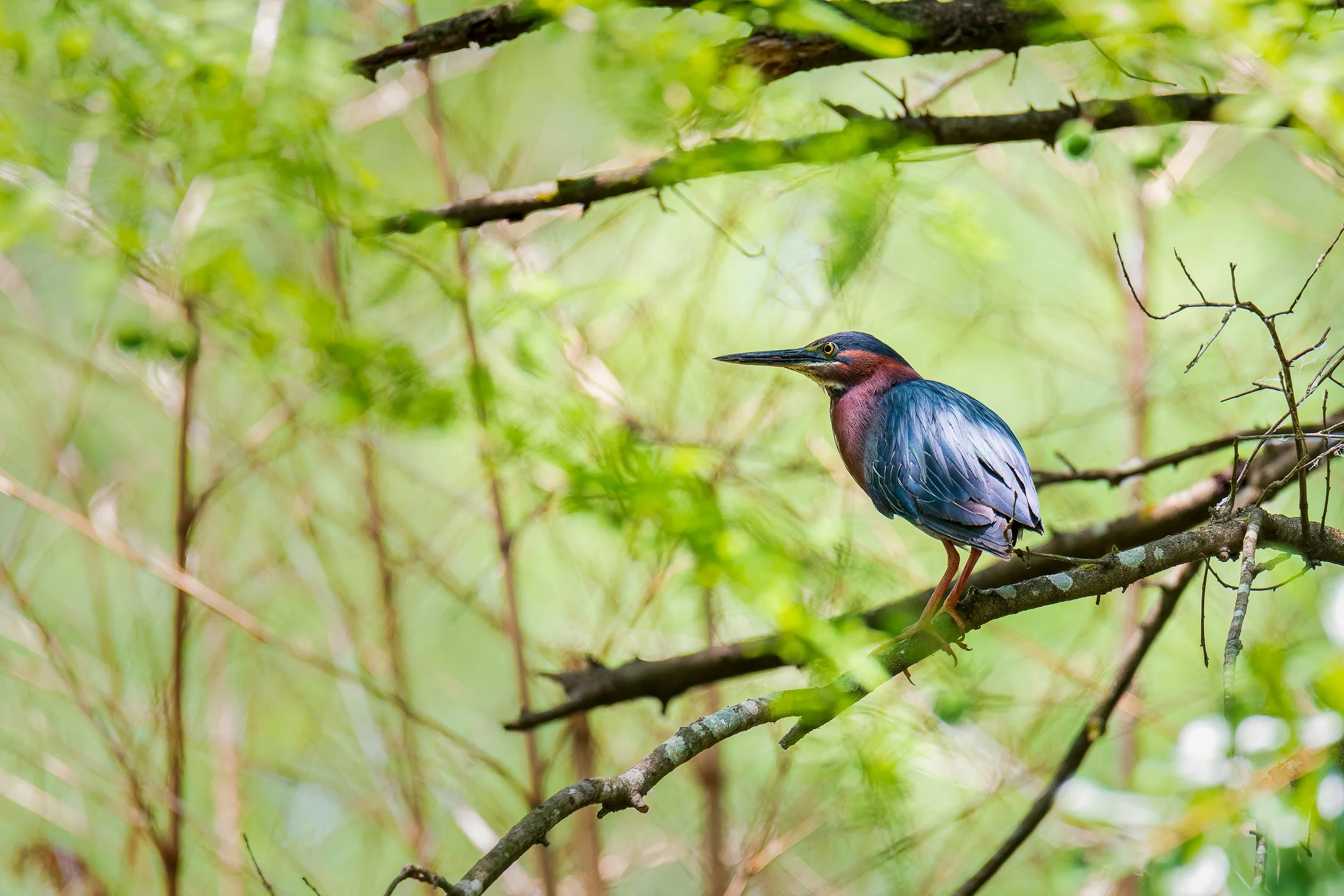green-heron-in-tree.jpg