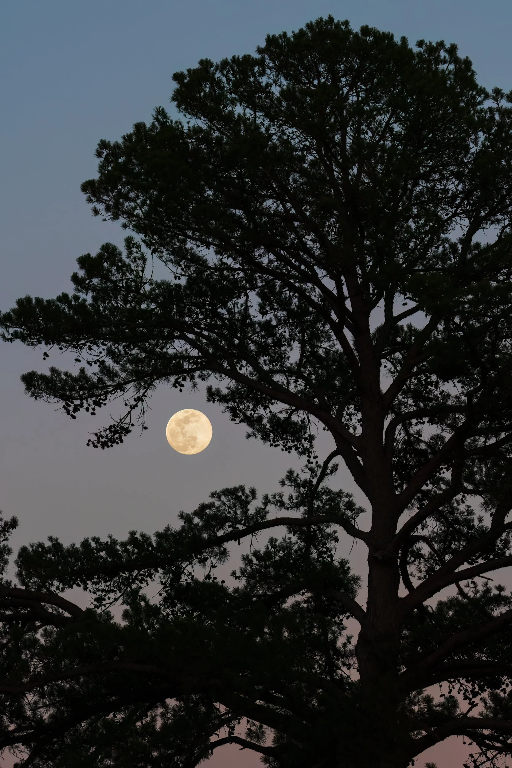 moon-peeking-through-tree.jpg