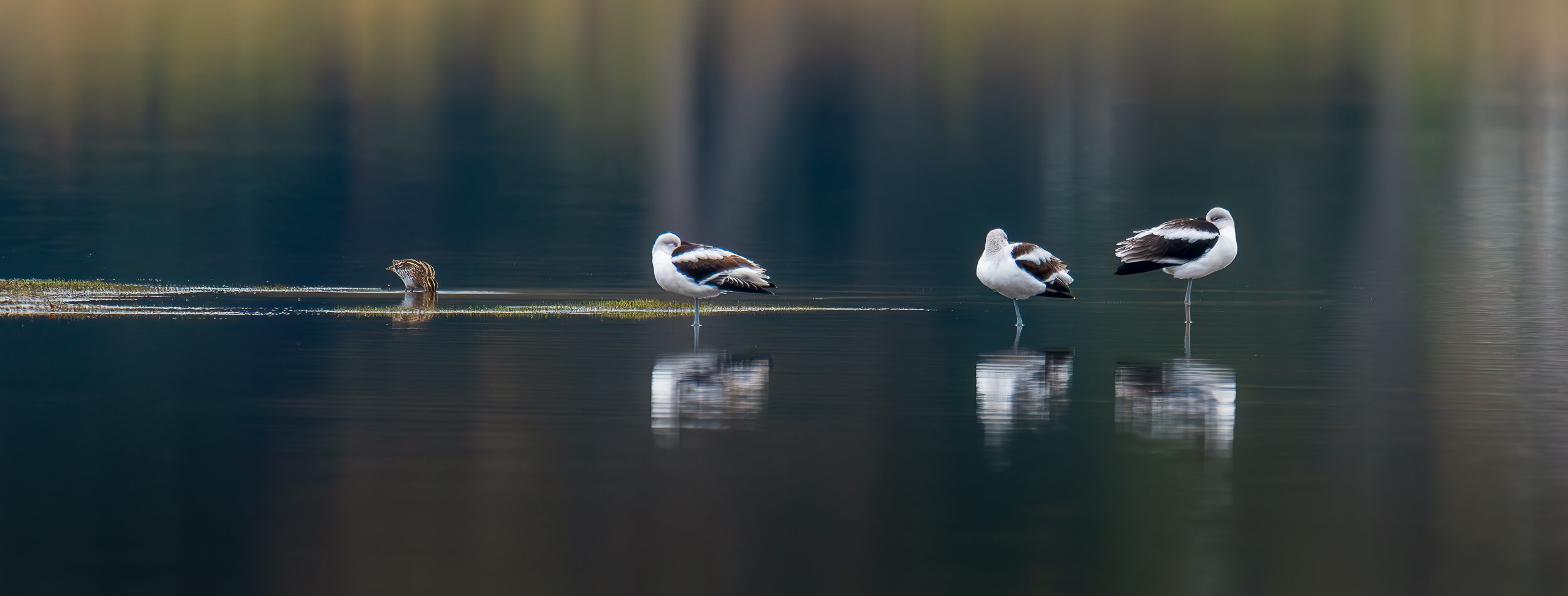 american-avocets.jpg