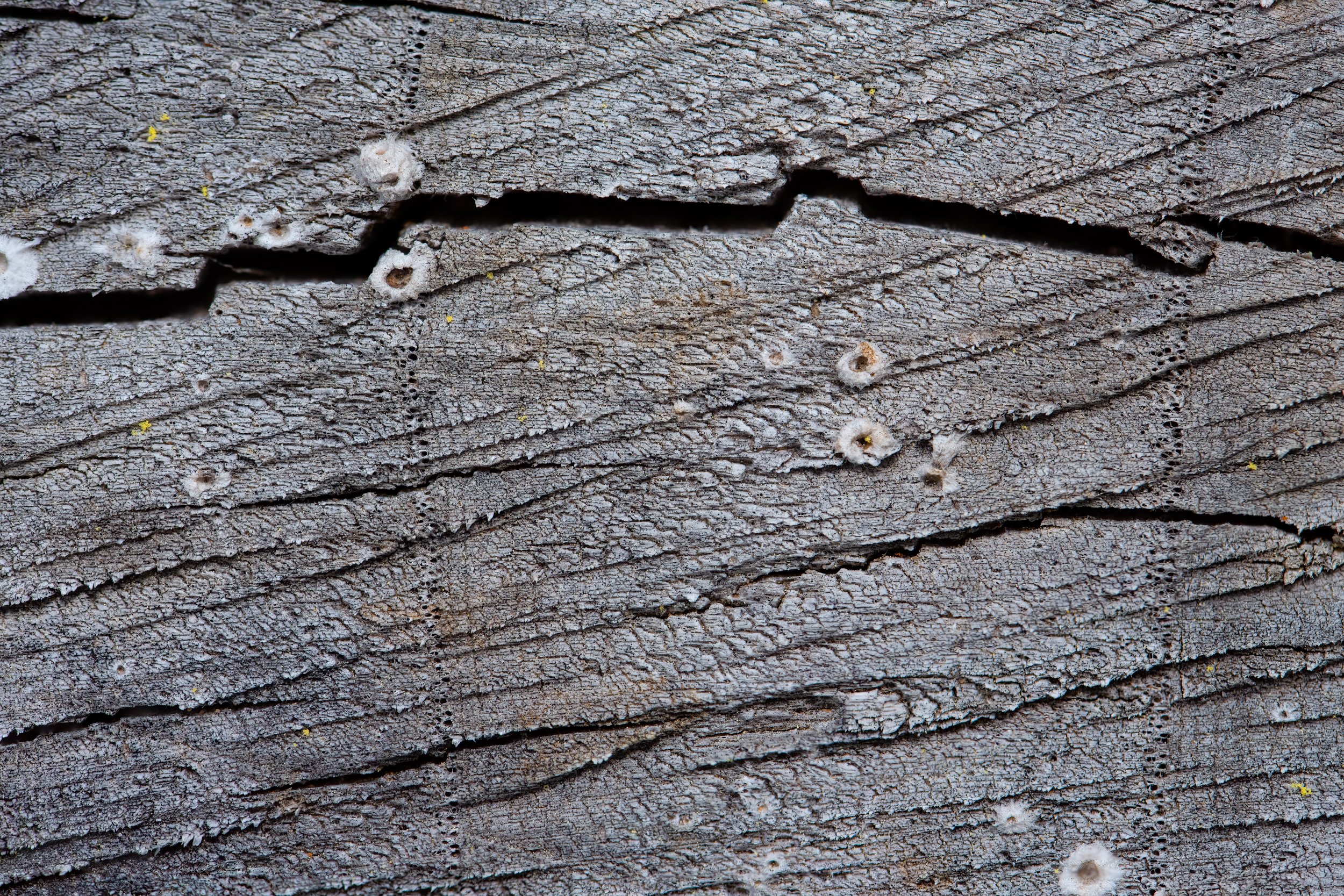 tree-stump-macro.jpg