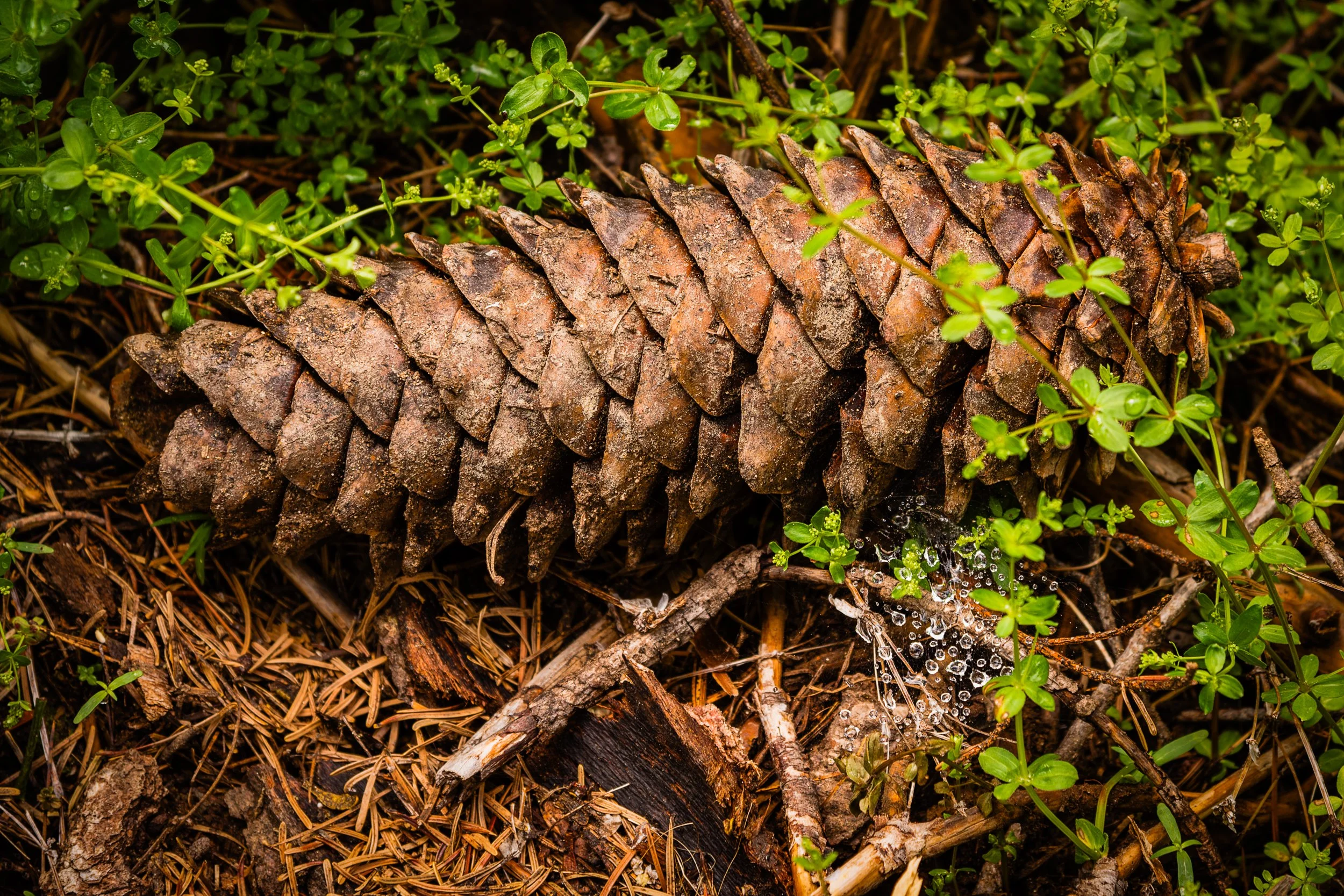 yosemite-toulumne-grove-pinecone.jpg