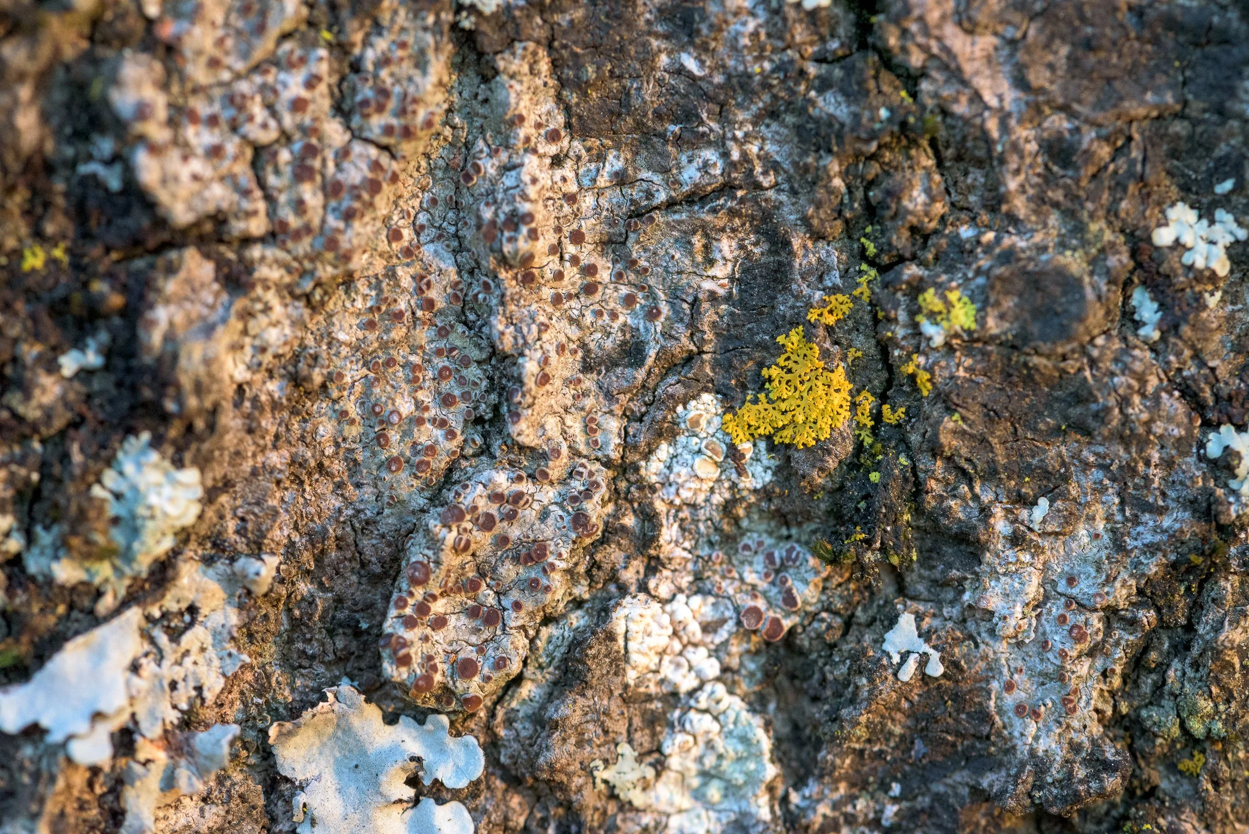 tree-organisms.jpg