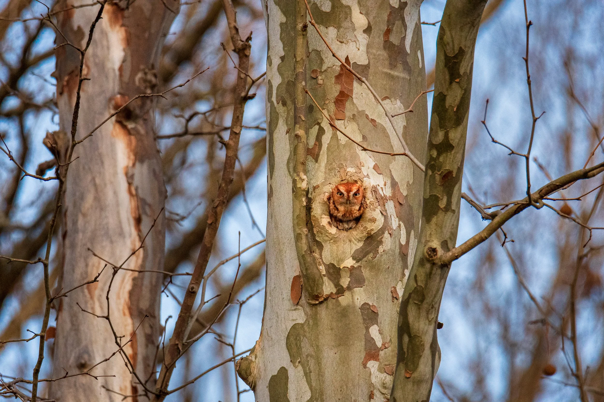 eastern-screech-owl-red-morph.jpg