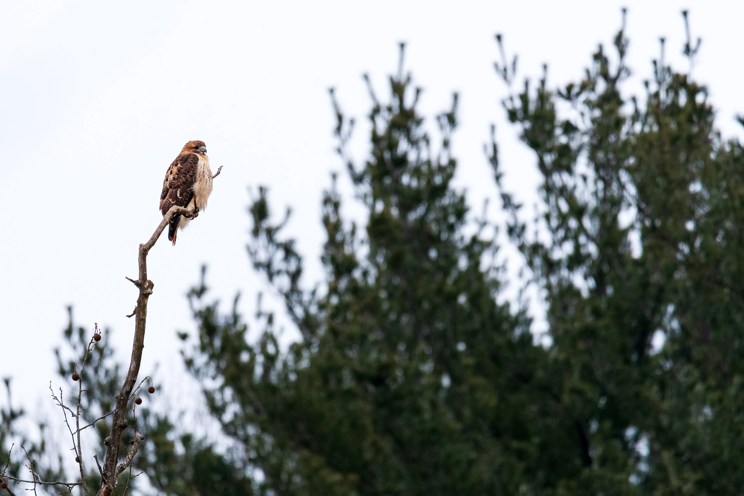 hawk-on-perch.jpg