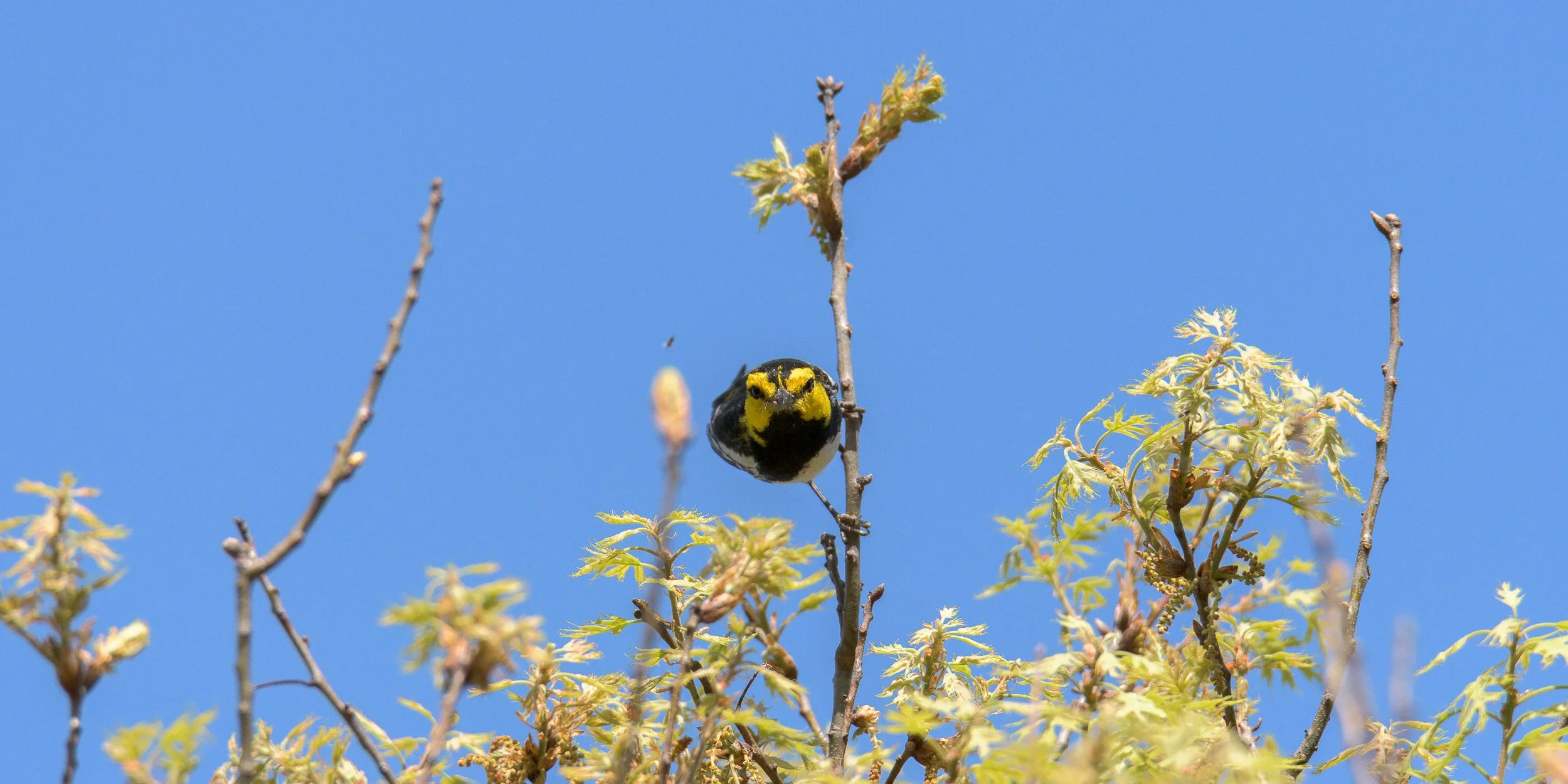golden-cheeked-warbler-hunting.jpg