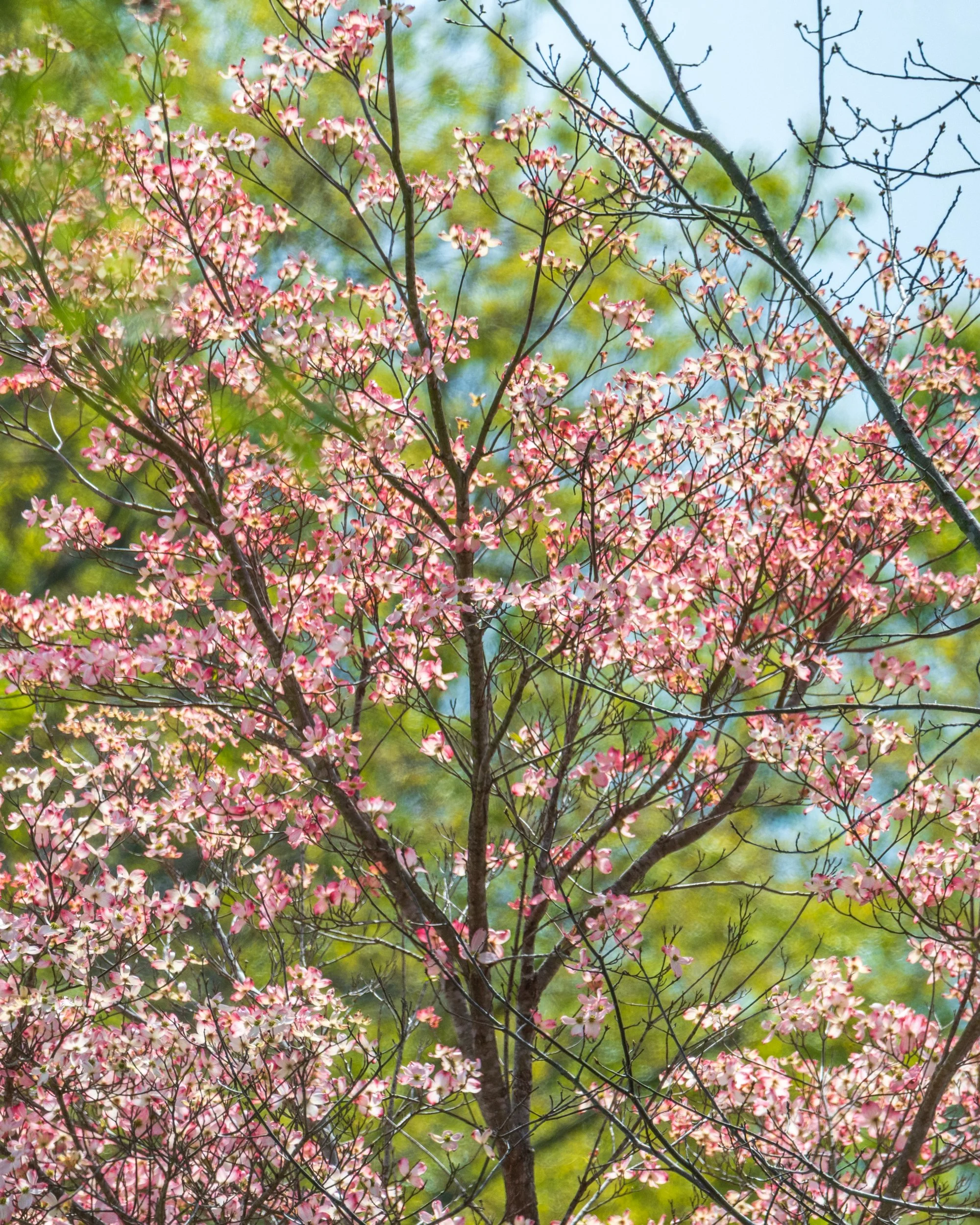 tree-pink-flowers.jpg