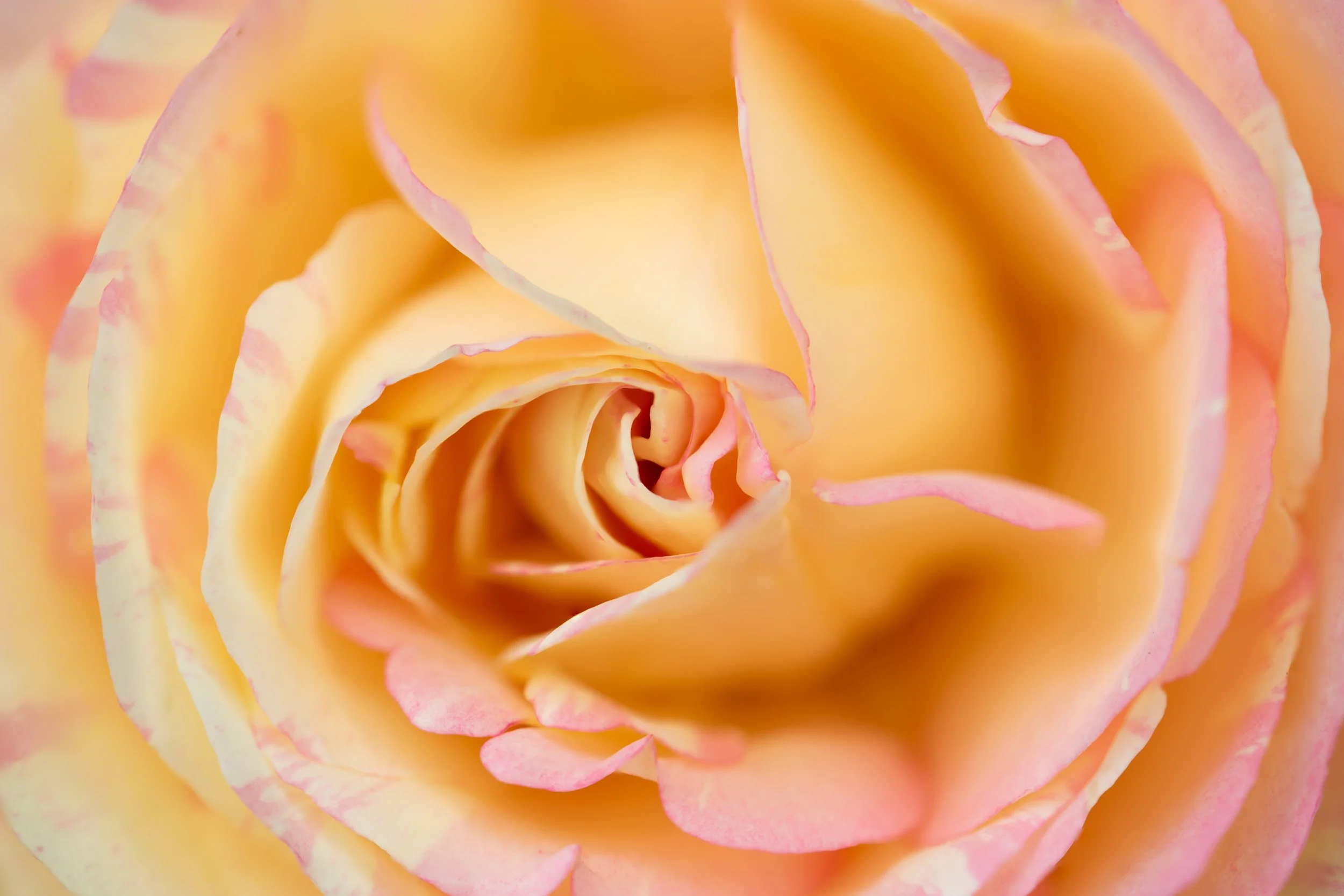rose-macro.jpg