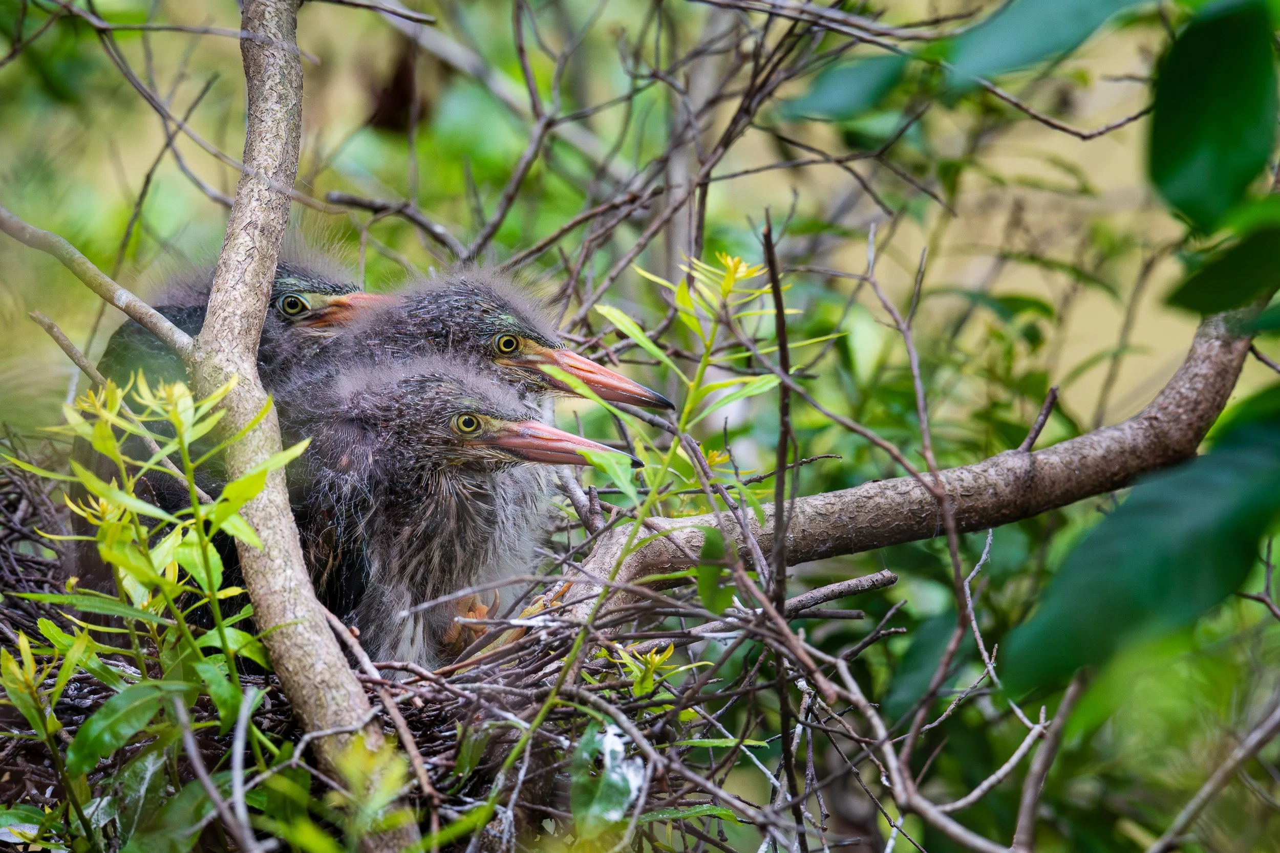 green-heron-chicks.jpg