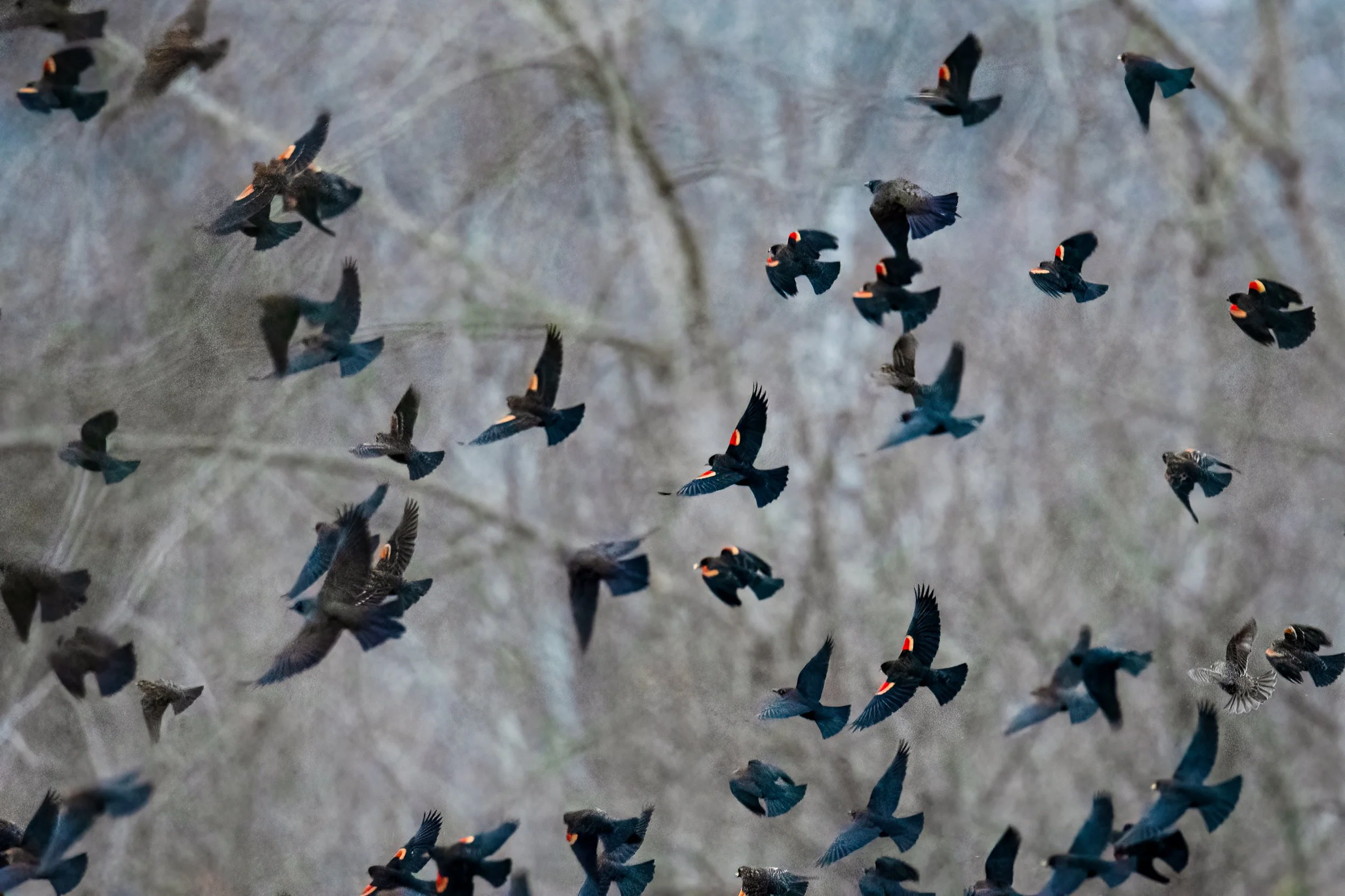 blackbirds.jpg