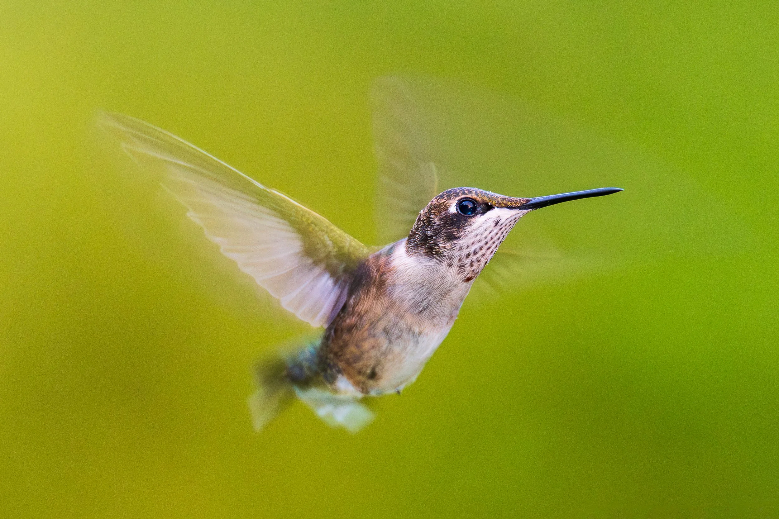 ruby-throated hummingbird-in-flight.jpg