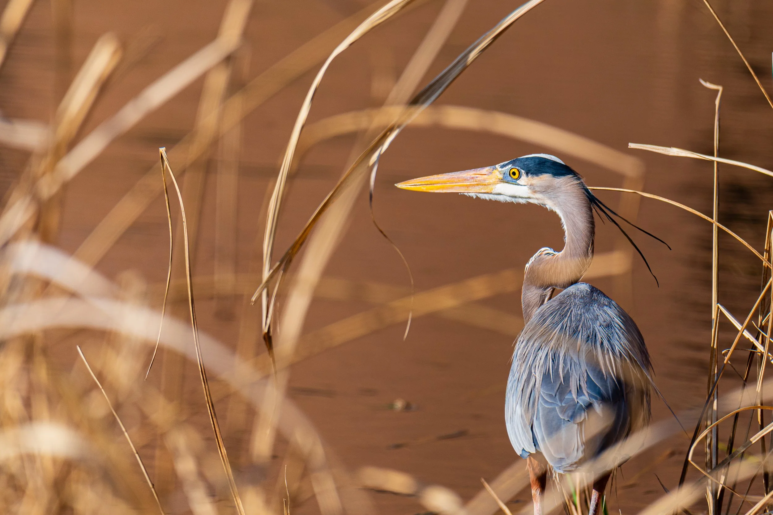 great-blue-heron.jpg