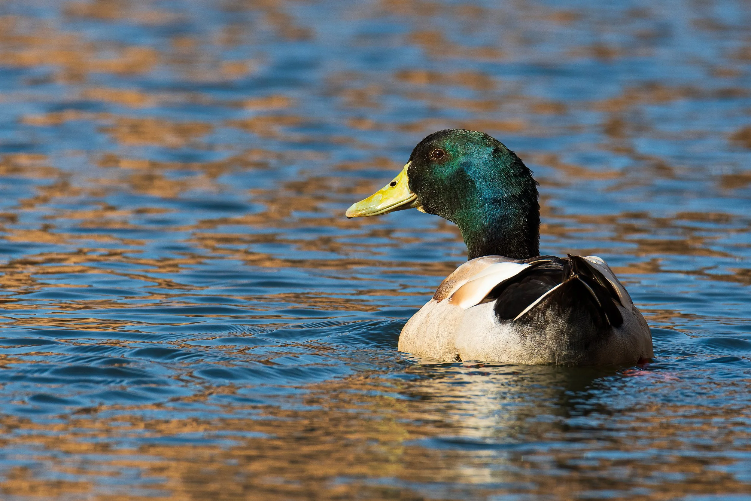 mallard-looking-back.jpg
