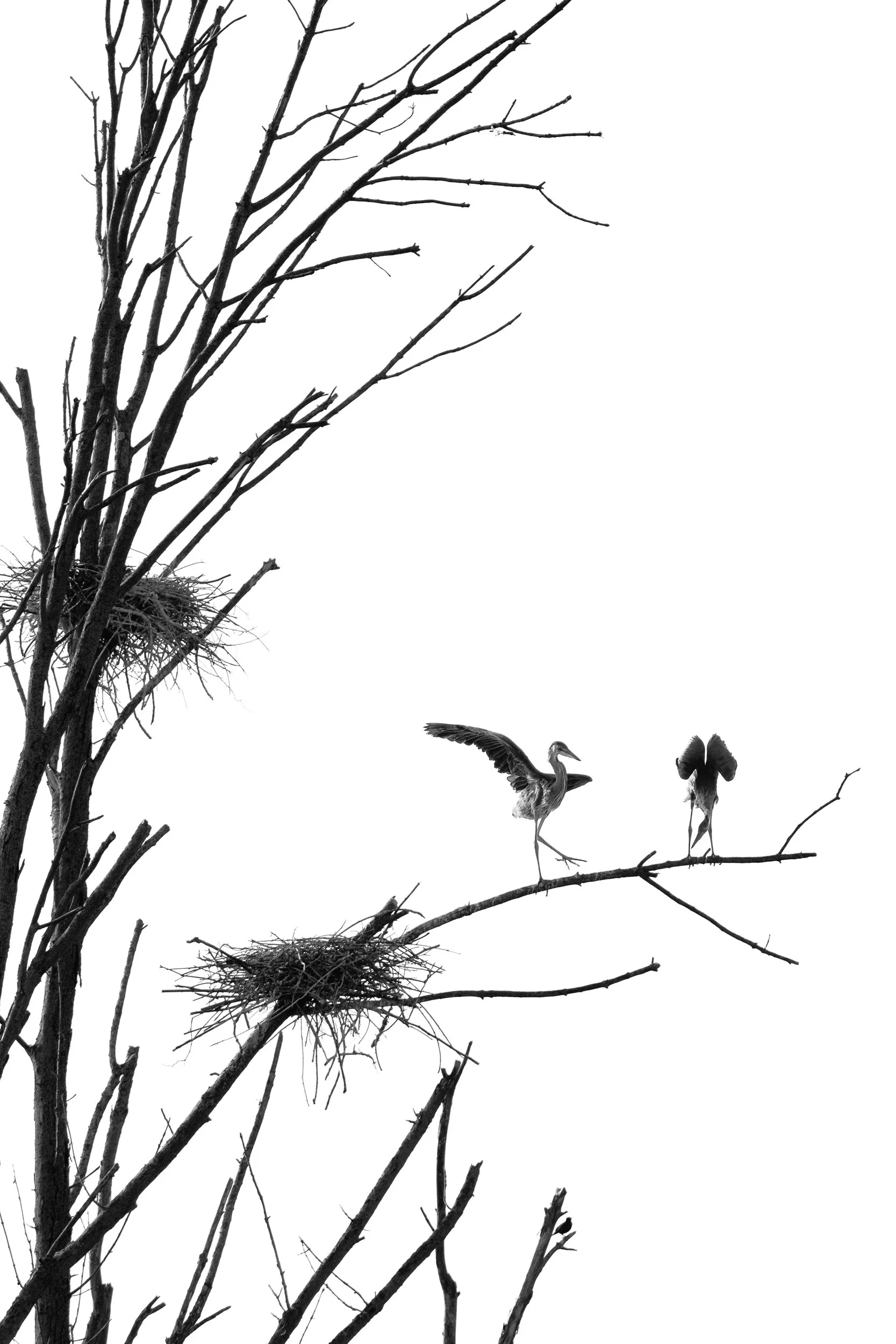 great-blue-heron-composite.jpg