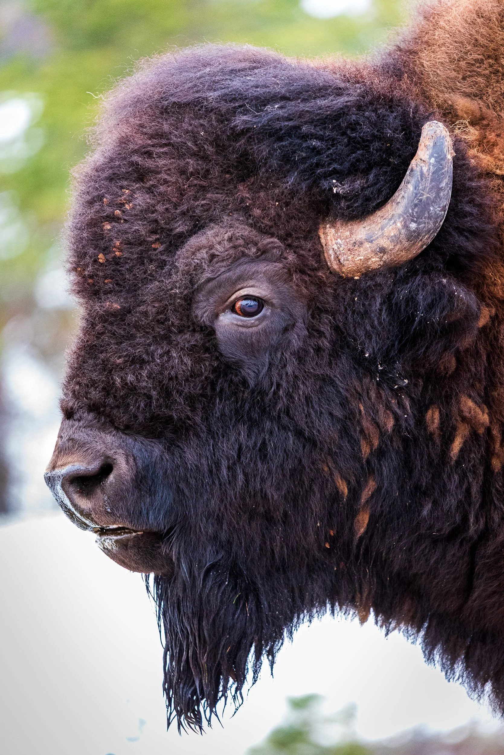 bison-portrait.jpg