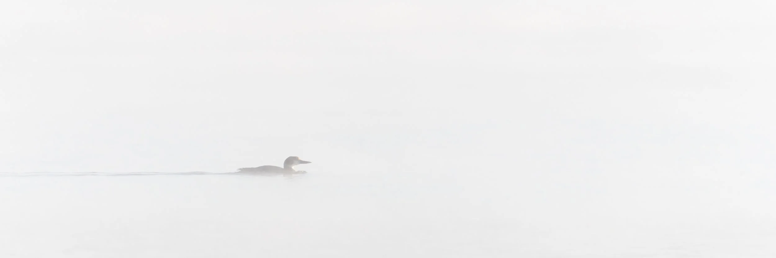 common-loon-in-fog.jpg