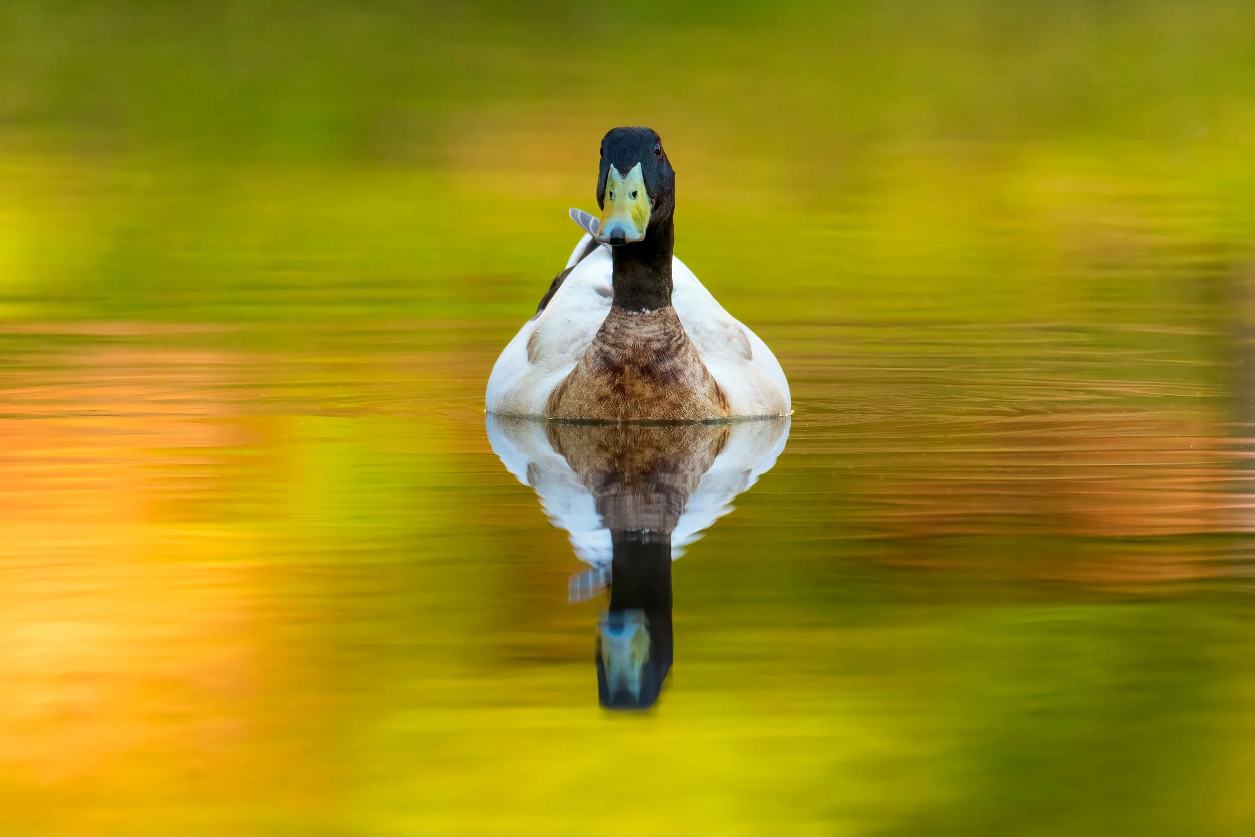 mallard-colorful-water.jpg