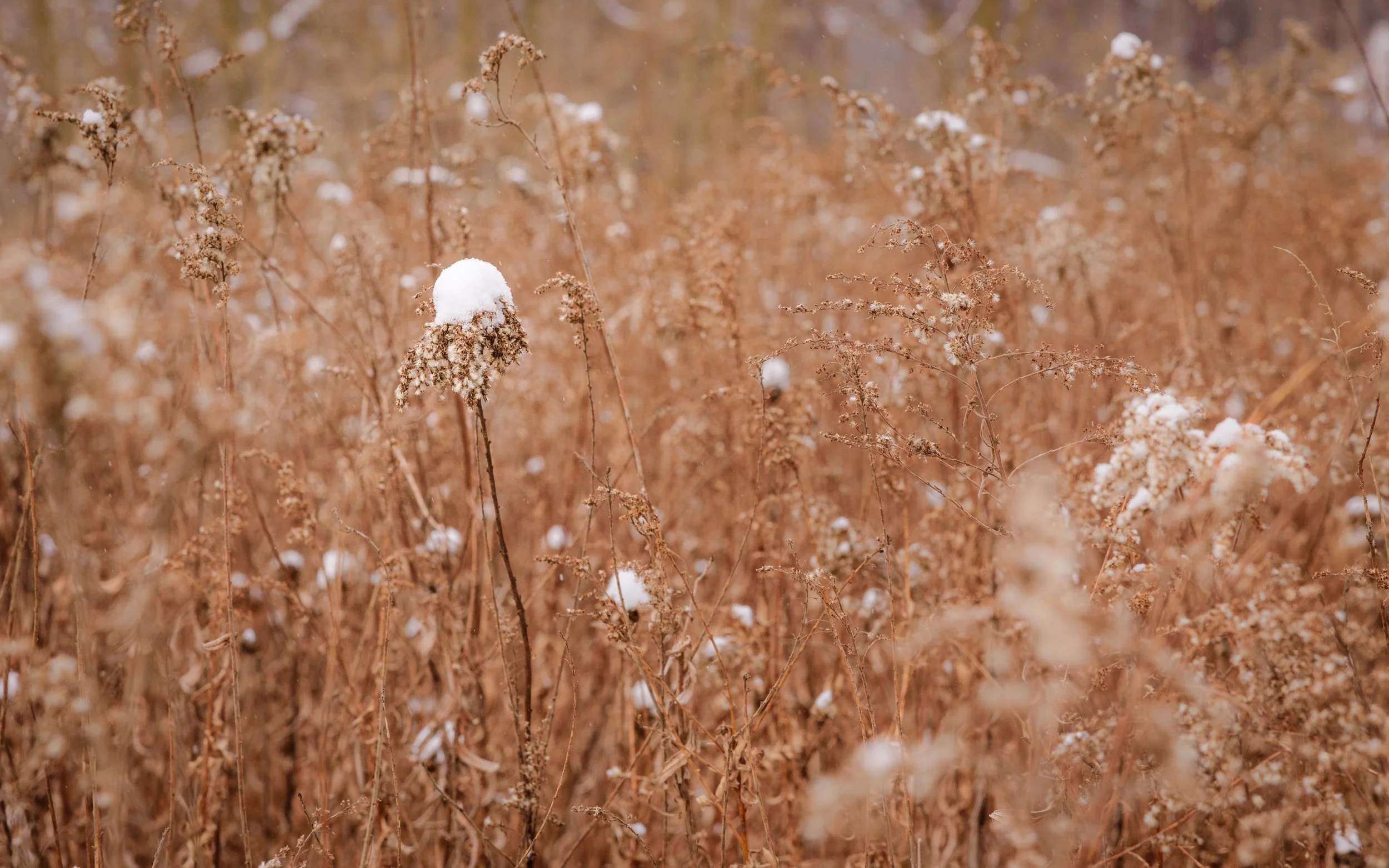 snow-on-plant.jpg