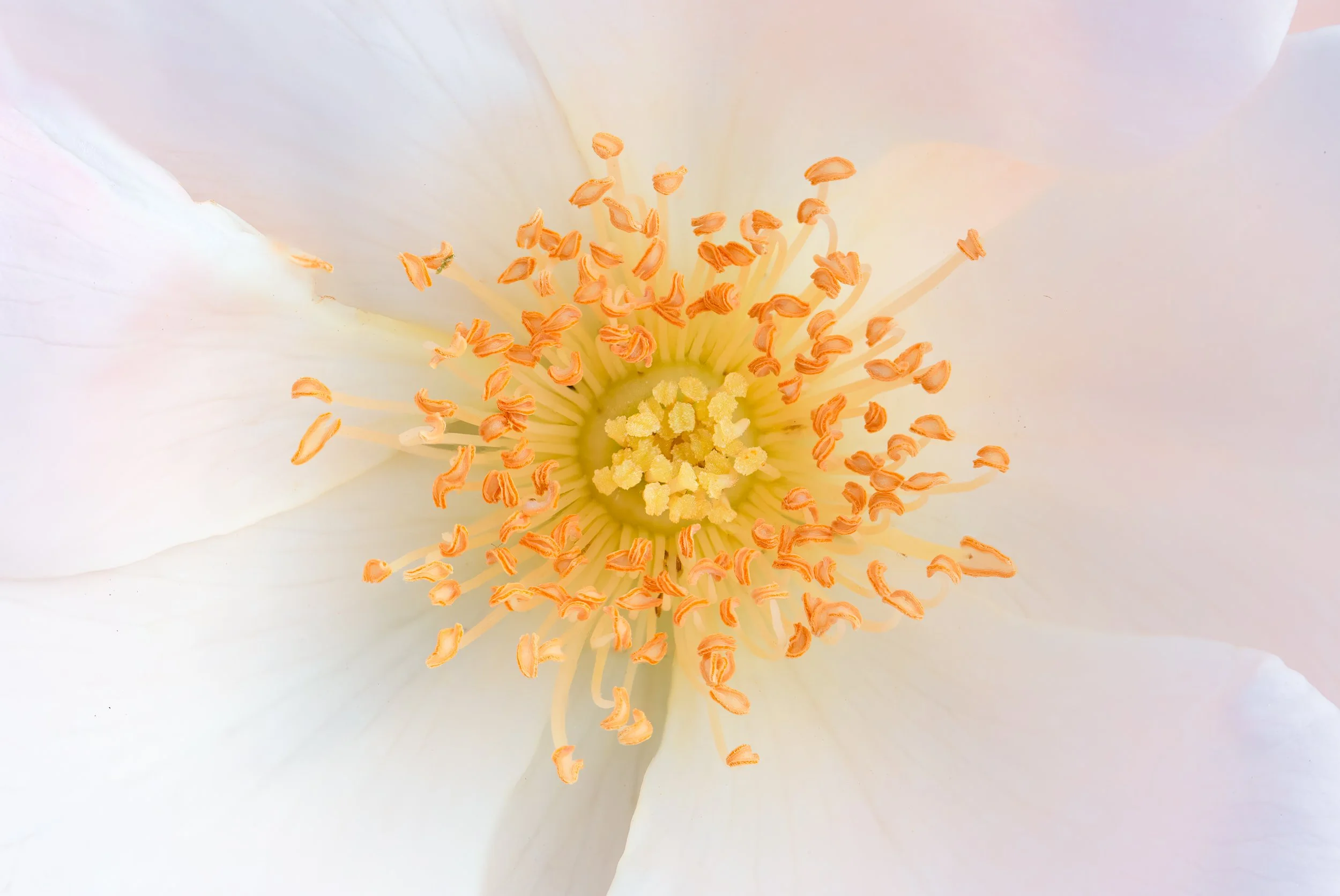 flower-stamen-macro.jpg
