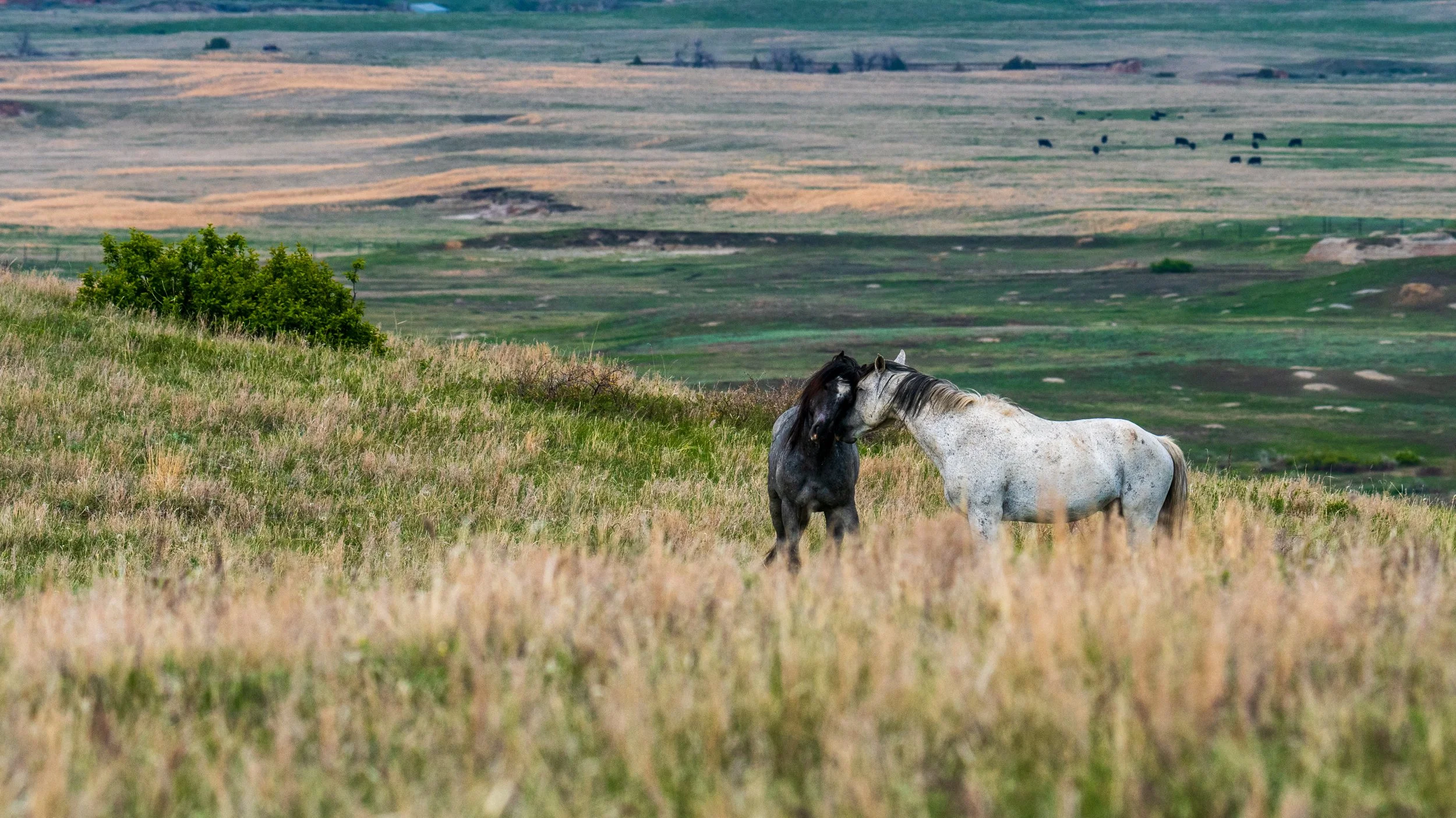 wild-horses-theodore-roosevelt.jpg